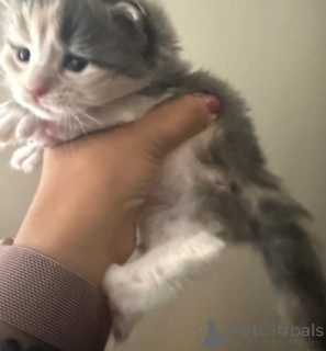 Photo №2 de l'annonce № 160424 de la vente maine coon - acheter à Allemagne 