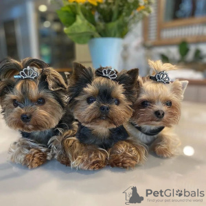 Photo №1. yorkshire terrier - à vendre en ville de Wolfsburg | 200€ | Annonce №115797