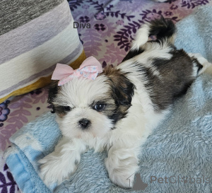 Photo №1. shih tzu - à vendre en ville de Ashford | 368€ | Annonce №160729