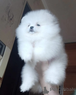 Photo №2 de l'annonce № 166156 de la vente spitz nain - acheter à Allemagne 