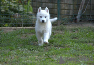 Photos supplémentaires: Chiots Husky Sibérien