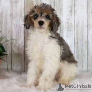 Photo №4. Je vais vendre caniche (nain) en ville de Rio de Janeiro. annonce privée - prix - 189€