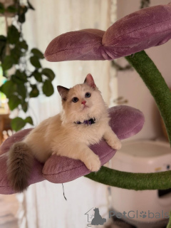Photo №1. ragdoll - à vendre en ville de Fontein | négocié | Annonce № 156478