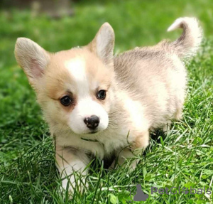 Photos supplémentaires: Chiots Welsh Corgie à vendre