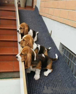 Photo №1. basset hound - à vendre en ville de Bruxelles | 250€ | Annonce №156454