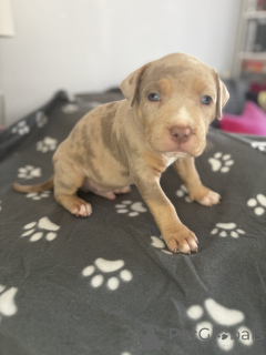 Photo №1. american bully - à vendre en ville de Mauvaise vilbel | négocié | Annonce №167416
