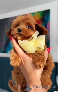 Photo №4. Je vais vendre bichon maltais en ville de Amsterdam. éleveur - prix - 1100€