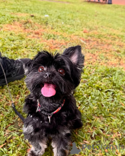 Photo №4. Je vais vendre yorkshire terrier en ville de Мадрид. éleveur - prix - 350€