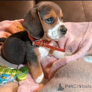 Photo №3. Preciosos cachorros Beagle en vente. Espagne