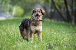 Photo №2 de l'annonce № 141409 de la vente chien bâtard - acheter à Fédération de Russie annonce privée