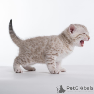 Photo №4. Je vais vendre bengal en ville de Dalarö. de l'abri - prix - 484€