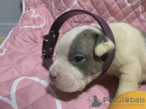 Photo №4. Je vais vendre american bully en ville de Панчево. annonce privée, de la fourrière, éleveur - prix - 2600€