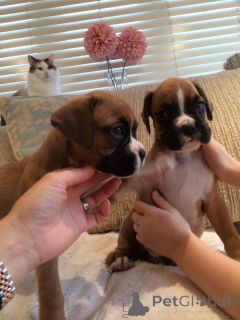 Photo №1. boxer - à vendre en ville de Ansubrg | 400€ | Annonce №107024