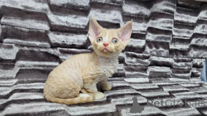 Photo №1. devon rex - à vendre en ville de Dagmerzellen | 350€ | Annonce № 151636