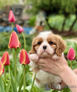 Photo №3. Cavalier King Charles Spaniel. Biélorussie
