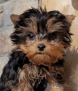 Photo №4. Je vais vendre yorkshire terrier en ville de Гамбург. annonce privée - prix - 256€