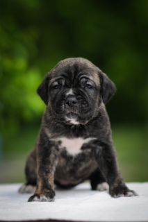 Photo №2 de l'annonce № 6587 de la vente cane corso - acheter à Ukraine annonce privée, de la fourrière