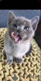 Photo №1. burmese - à vendre en ville de Nieugein | 300€ | Annonce № 172224