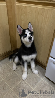 Photo №1. husky de sibérie - à vendre en ville de Дублин | 400€ | Annonce №130498