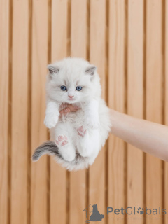 Photo №1. ragdoll - à vendre en ville de Alavus | négocié | Annonce № 156474