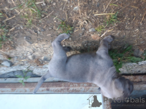 Photo №2 de l'annonce № 23063 de la vente cane corso - acheter à Suède 