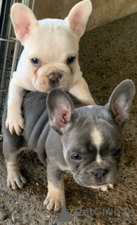 Photo №3. Chiots bouledogue français à vendre. Canada