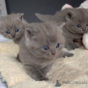 Photo №1. british shorthair - à vendre en ville de Delbruk | 350€ | Annonce № 169545