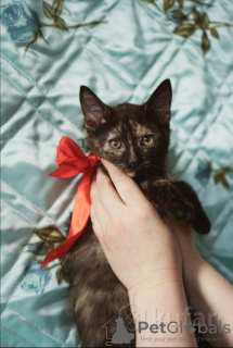 Photo №3. Le merveilleux jeune chat Chanel est à la recherche d'un foyer et d'une famille. Biélorussie