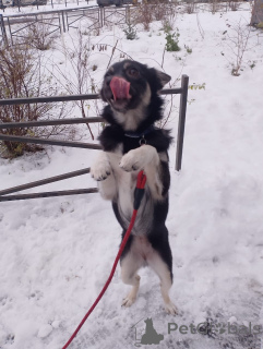 Photo №3. Un petit chien de 6 kg cherche un foyer. Fédération de Russie