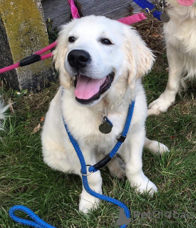 Photo №3. De jolis chiots Golden Retriever testés sont disponibles maintenant. Allemagne