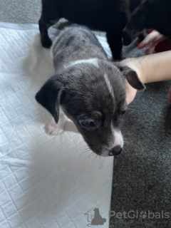 Photo №3. Jack x Strich. Allemagne