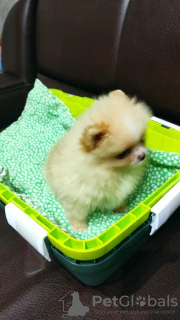 Photo №3. Ours Spitz orange. Fédération de Russie