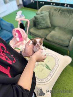 Photo №1. chihuahua - à vendre en ville de Berlin | négocié | Annonce №163596