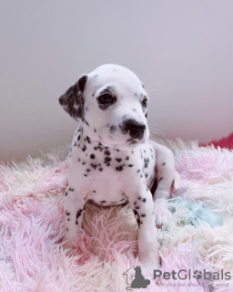 Photo №1. dalmatien - à vendre en ville de Londres | 400€ | Annonce №13482