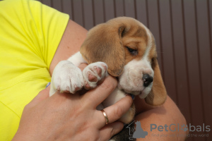 Photo №1. beagle - à vendre en ville de Bryansk | négocié | Annonce №7724