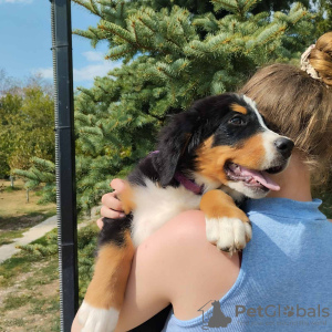 Photos supplémentaires: Chiots bouvier bernois