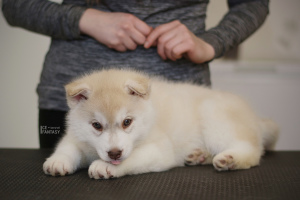 Photos supplémentaires: Chiots husky sibérien chic couleur fauve