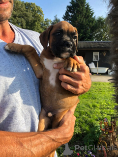 Photo №2 de l'annonce № 172757 de la vente boxer - acheter à Belgique annonce privée, éleveur