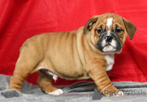 Photo №1. bulldog anglais - à vendre en ville de Dublin | négocié | Annonce №158209