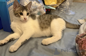 Photo №1. american shorthair - à vendre en ville de Achaern | 350€ | Annonce № 178566