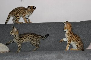 Photo №3. Chatons Savannah, Serval et Caracal. La finlande