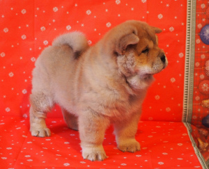 Photo №4. Je vais vendre chow-chow en ville de Saint-Pétersbourg. de la fourrière - prix - 880€