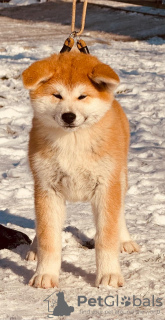 Photos supplémentaires: Chiots Akita Inu japonais