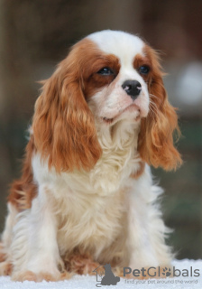 Photos supplémentaires: Chiot Épagneul Cavalier King Charles