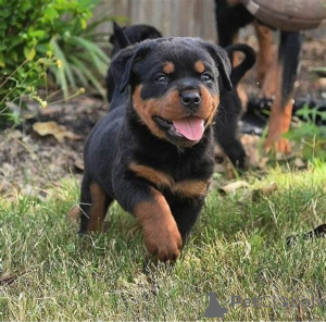 Photo №2 de l'annonce № 161873 de la vente rottweiler - acheter à USA annonce privée, éleveur