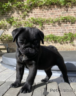 Photo №4. Je vais vendre carlin en ville de Adutiškis.  - prix - négocié