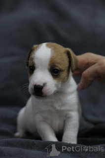 Photo №2 de l'annonce № 169284 de la vente jack russell terrier - acheter à Biélorussie annonce privée