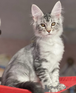 Photo №2 de l'annonce № 163660 de la vente maine coon - acheter à Allemagne éleveur