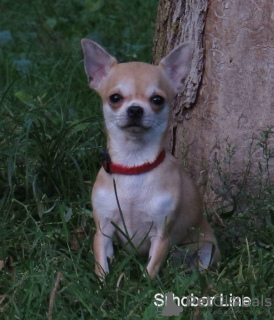 Photo №2 de l'annonce № 8105 de la vente chihuahua - acheter à Fédération de Russie annonce privée