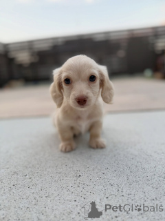 Photo №2 de l'annonce № 156453 de la vente teckel - acheter à Belgique éleveur
